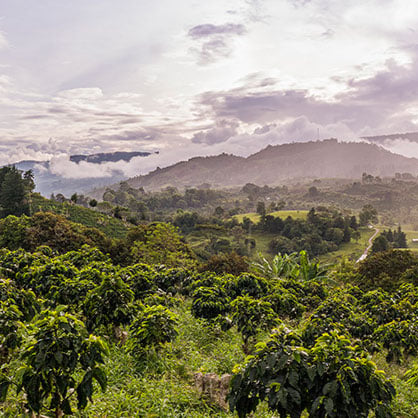 Huila Huila