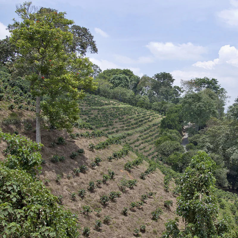 Valle del Cauca Decaf