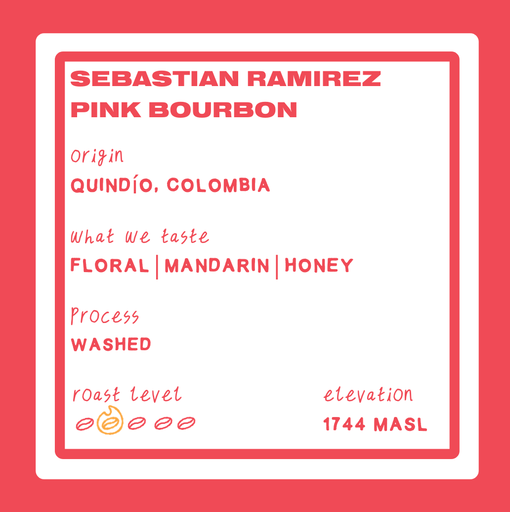 SEBASTIAN RAMIREZ PINK BOURBON