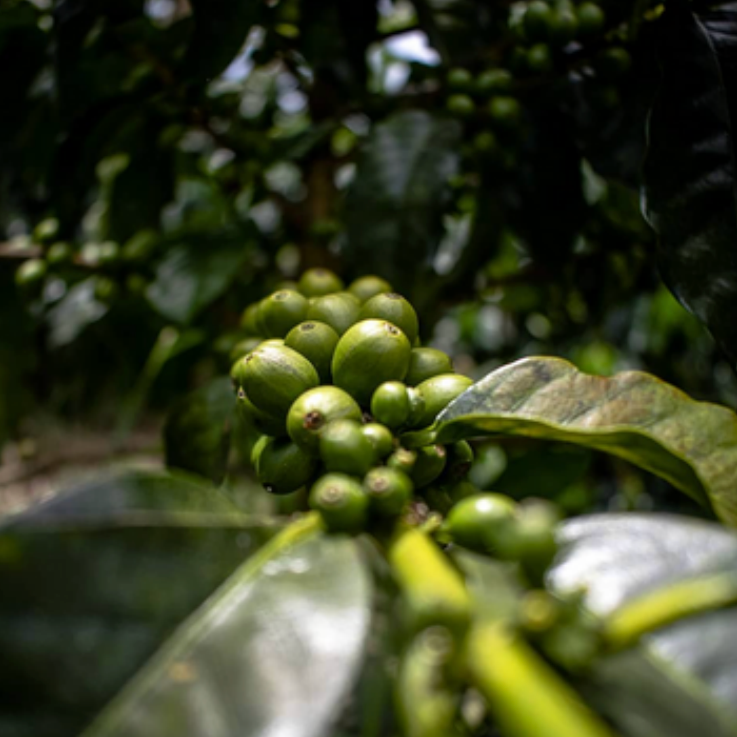 Cafenorte