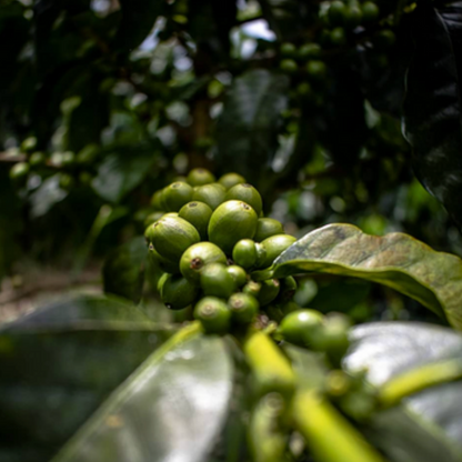 Cafenorte